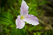 Trillium Grandiflorum Forma Roseum
